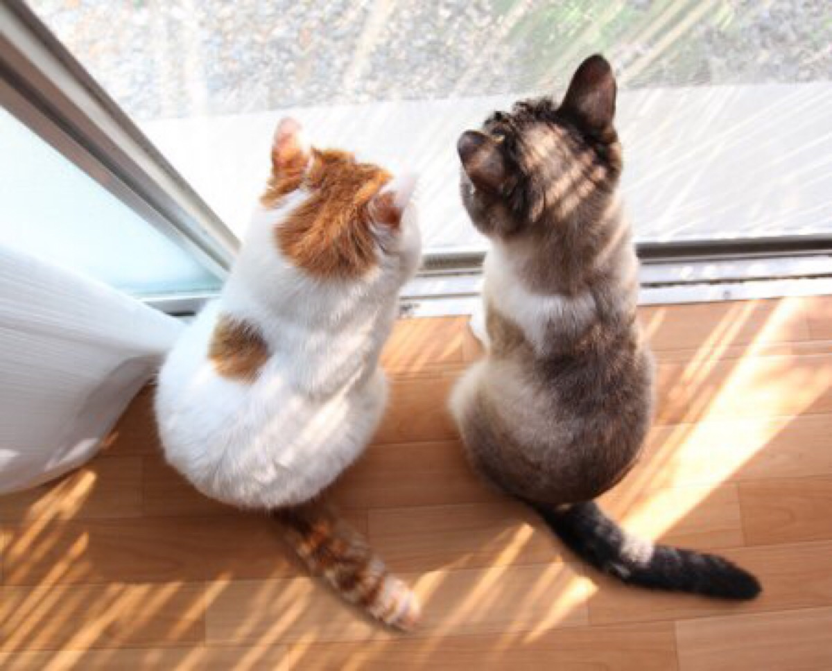 什么是低代码？2000字低代码超全解读！